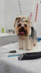 Ac'tifs Canin
