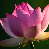 Annao Yoga