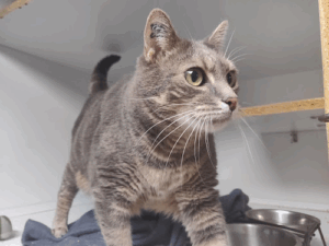 Chat'lut