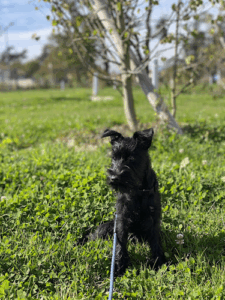 La Patte Tendue