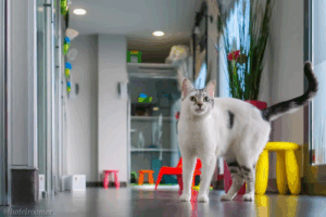 Roomer Garde vos Chats